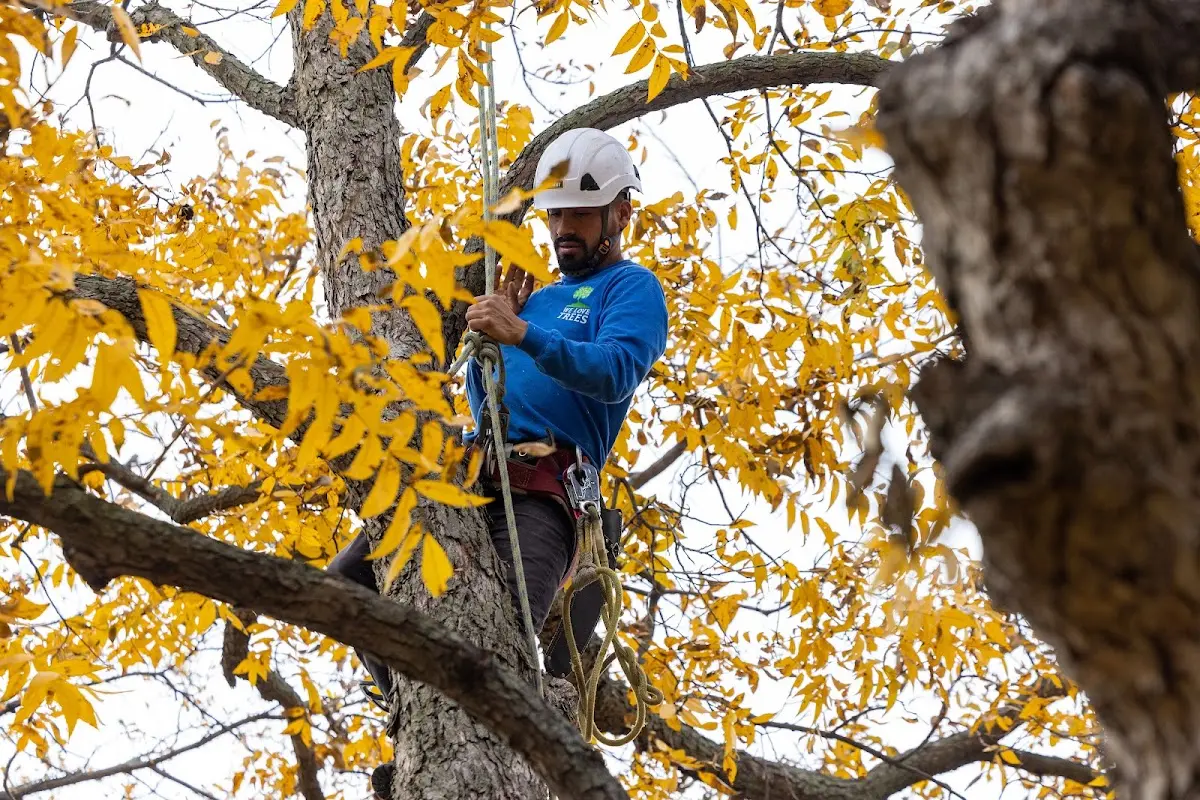 Skilled Tree Planing crew working in Elmdale